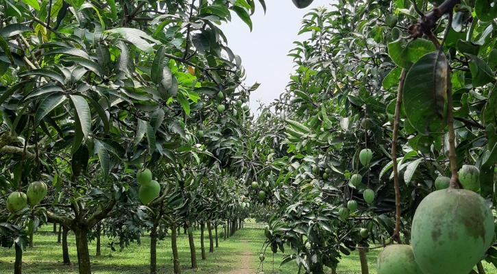 এবার দেরিতে নামছে হাঁড়িভাঙা, বাজারে আসবে জুনের শেষে